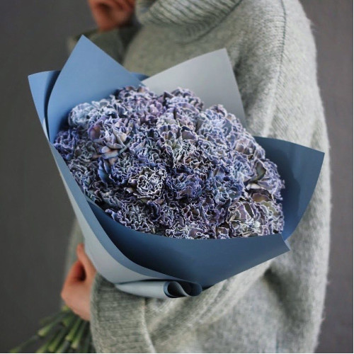 Диантус Black Molly