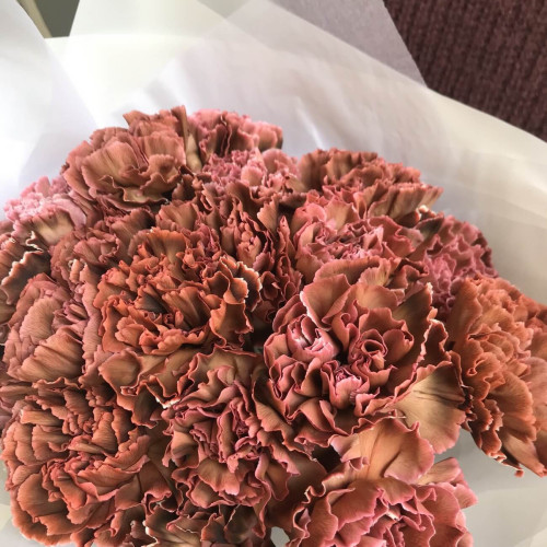 Діантус Brownies