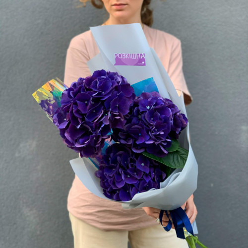 Тріо гортензій «Royal King»