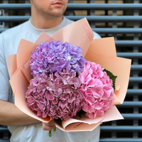 3 гортензии в букете «Нежное трио»