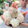 7 гортензий в букете «Пастельное облачко»