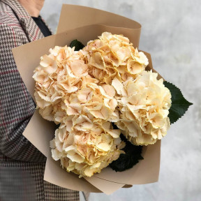 5 персикових гортензій