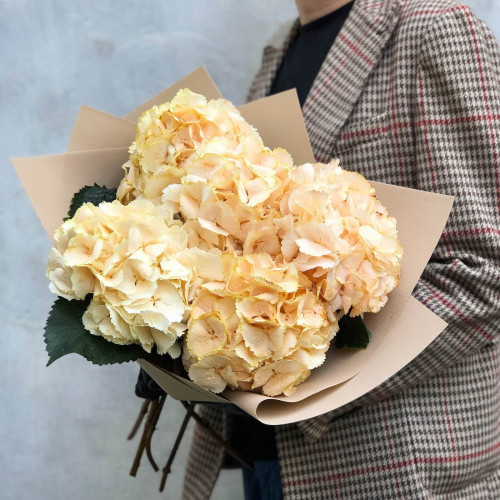 5 персикових гортензій