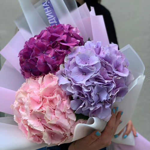 Микс из 3 гортензий «Романтика»
