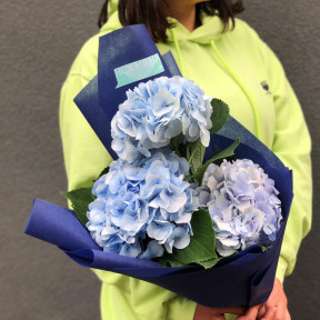 Тріо блакитних гортензій