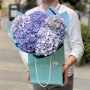 5 гортензій у букеті «Небесна блакить»