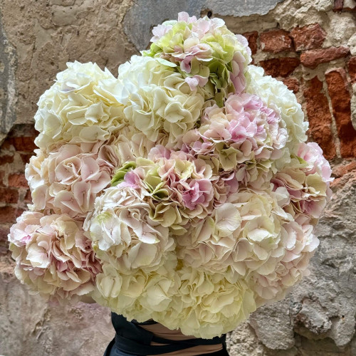 19 гортензій у букеті «Світлі хмари»