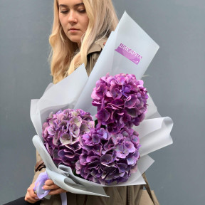 Фіолетова гортензія