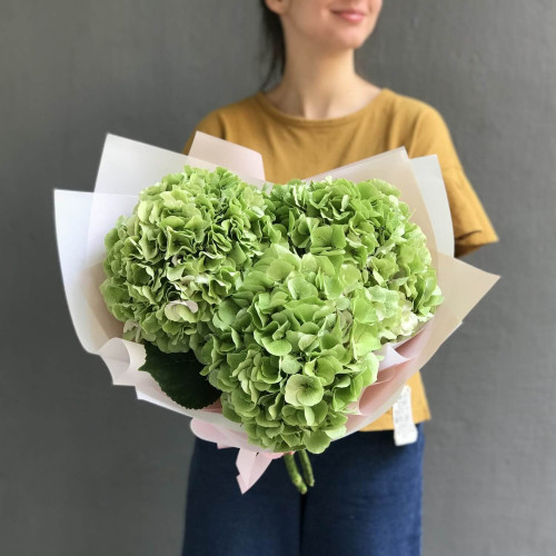 3 зелених гортензії