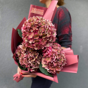 Гортензія «Rodeo Classic»