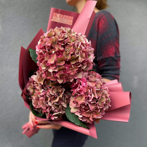 Гортензія «Rodeo Classic»