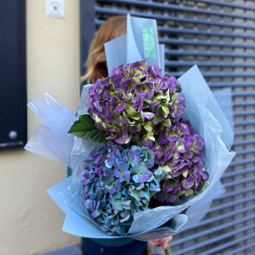 Трио осенних гортензий