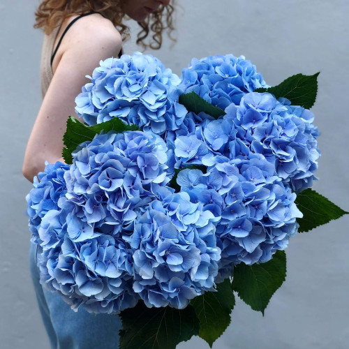 11 блакитних гортензій «Небесна лагуна»