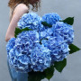 11 блакитних гортензій «Небесна лагуна»