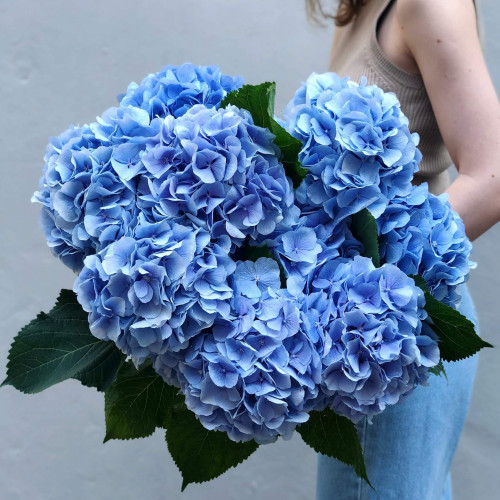 11 блакитних гортензій «Небесна лагуна»