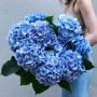 11 блакитних гортензій «Небесна лагуна»