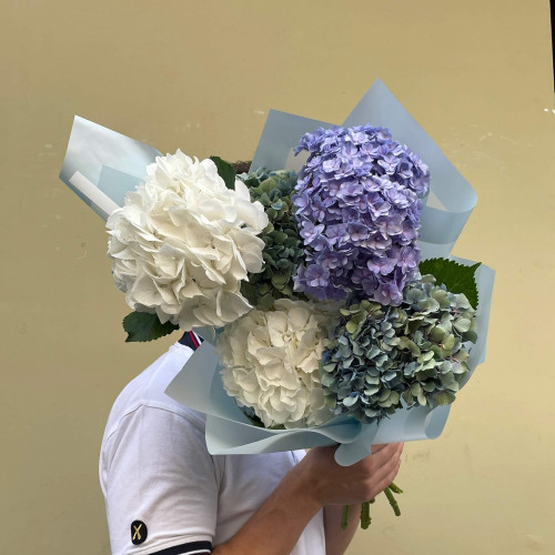 5 гортензий в букете «Цвет утра»