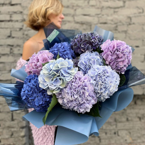 Mix of 11 Heavenly Hydrangeas