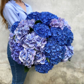 19 гортензій