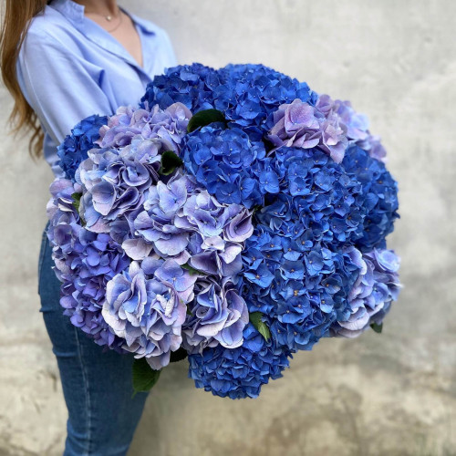 19 гортензій