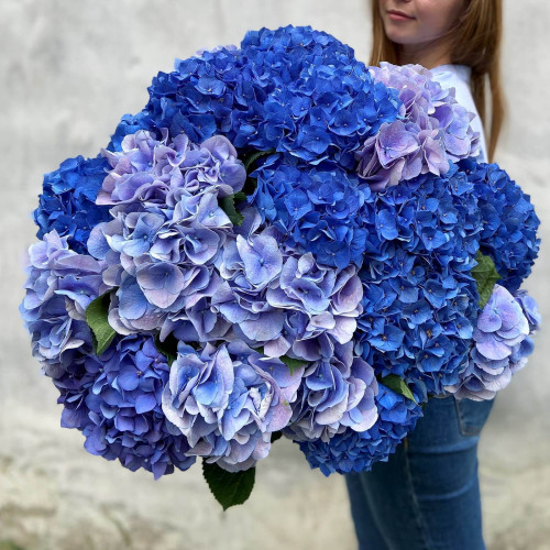 19 гортензій