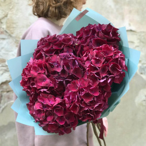 7 гортензій «Бургунд»