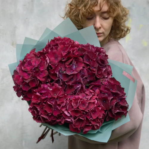 7 гортензий «Бургунд»