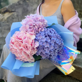 Тріо гортензій «Ранкова палітра»