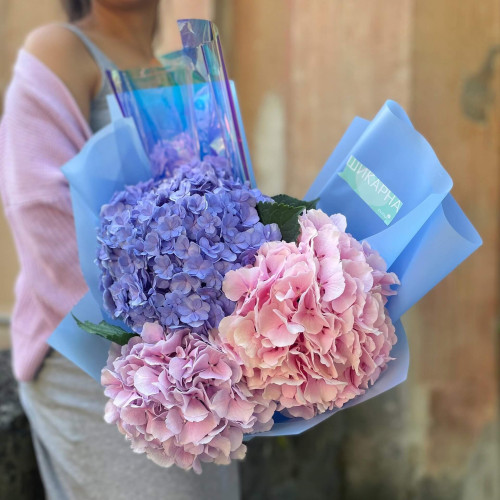 Трио гортензий «Утренняя палитра»