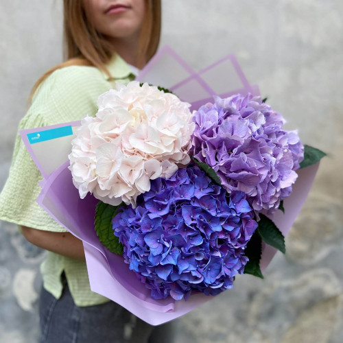 Трио гортензий