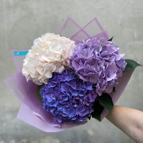 Трио гортензий