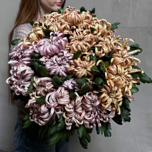 Mix of 17 incredible Vienna chrysanthemums