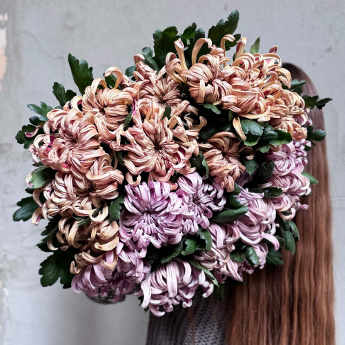 Мікс із 17 неймовірних хризантем Vienna