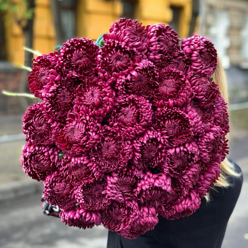 Фіолетова хризантема «Bigoudi»