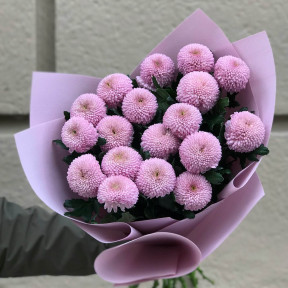 17 lavender chrysanthemums «Momoko»
