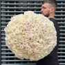 Розы White O'hara