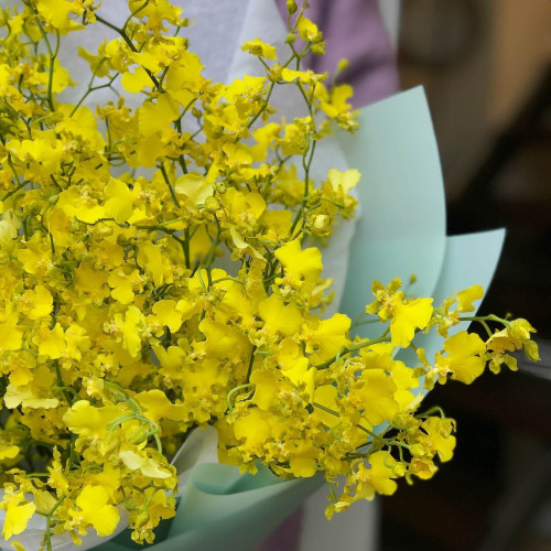 Орхідея Онцидіум «Тисячі метеликів»