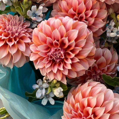 Delicate bouquet of Peaches and Cream dahlias and oxypetalum «Peach Praline»