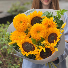 Мікс із 9 соняшників «Сузір'я Кассіопея»