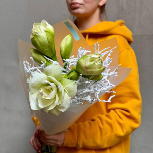 3 амариллиса в букете «Заснеженный цветочек»