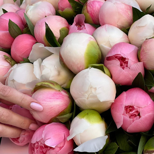 Букет из 55 эксклюзивных пионов «Романтическое путешествие»