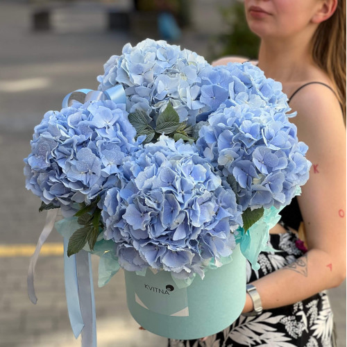 5 блакитних гортензій Verena Blue в коробці «Небесна легкість»