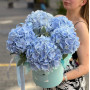 5 блакитних гортензій Verena Blue в коробці «Небесна легкість»