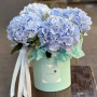 5 блакитних гортензій Verena Blue в коробці «Небесна легкість»