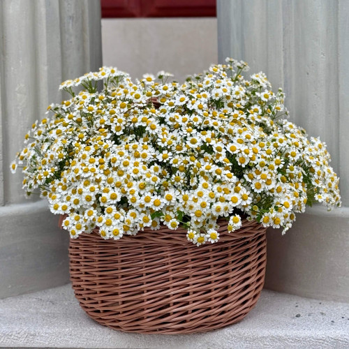 Роскошная корзина из танацетума «Ромашковая мечта»
