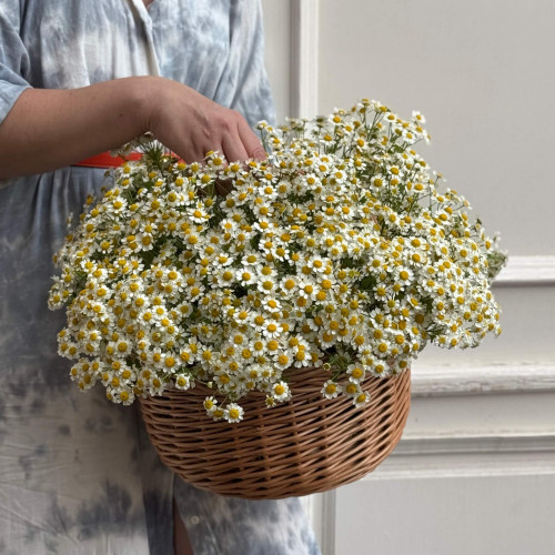 Роскошная корзина из танацетума «Ромашковая мечта»