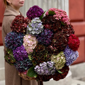 Величезний букет із 21 осінньої гортензії «Гортензієвий вернісаж»
