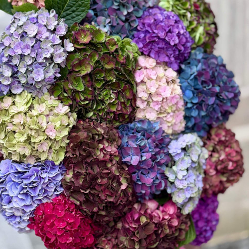 Величезний букет із 21 осінньої гортензії «Гортензієвий вернісаж»