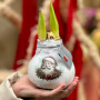 Waxed amaryllis bulb from the Santa and Friends collection «Cozy Encounter»