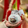 Waxed amaryllis bulb from the Santa and Friends collection «Cozy Encounter»